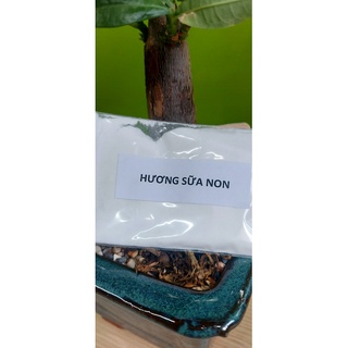 HƯƠNG SỮA NON - TINH SỮA NON CHO MỒI CÂU CÁ 500gr