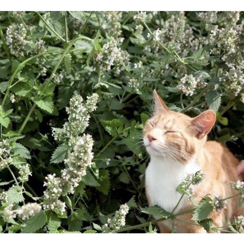 catnip cây bạc hà mèo tươi