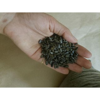 [Big Sale] Hạt Giống Hoa Hướng Dương Tím Đen Huyền Bí - 25 hạt
