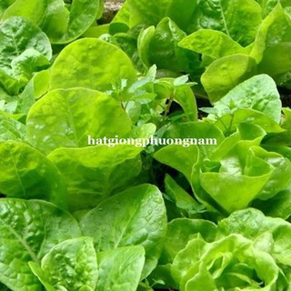 Hạt giống rau xà lách dún vàng