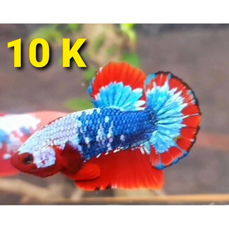 Betta Red fc đồng giá rẻ nhất