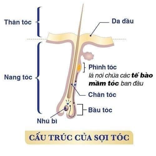 Multihair Supherb Do Thái kích thích mọc tóc từ bên trong