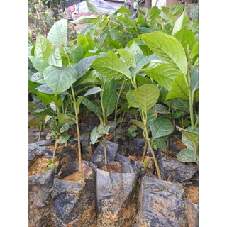 Com bo 2 Dâu da đỏ cao 15.20cm cây vụ mới