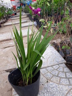 Lan chu đinh ( địa lan đỏ)