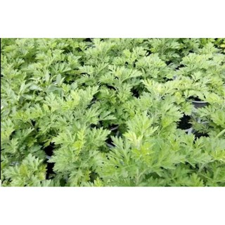 CÂY NGẢI CỨU (CÓ BẦU ĐẤT)