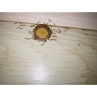 Thuốc Diệt Kiến - Gián Thần Thánh 1 Lọ