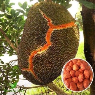 Cây giống mít ruột đỏ