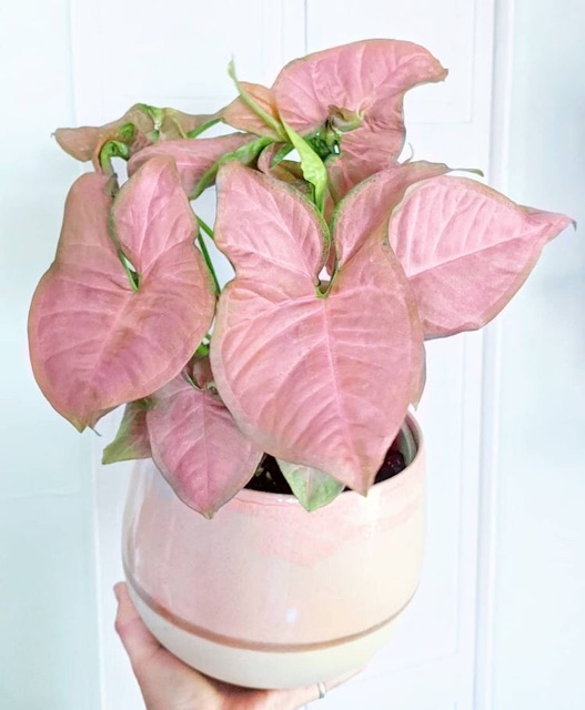 Trầu bà hồng - Syngonium pink