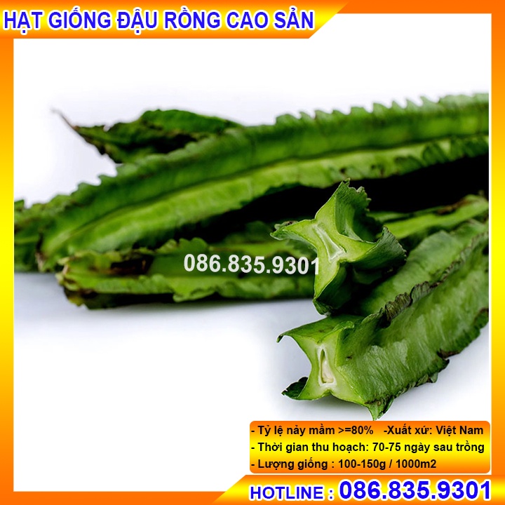HẠT GIỐNG ĐẬU RỒNG TỨ QUÝ NGẮN NGÀY SIÊU QUẢ