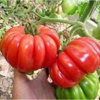 Hạt giống cà chua múi Nga