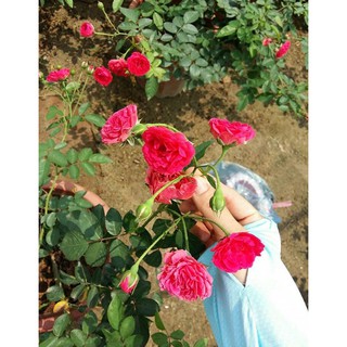 cây hoa Hồng chùm son nguyên bản