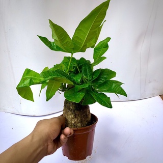 Cây kim ngân 1 thân -Cây để bàn (ảnh thật).