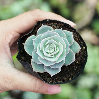 Sen Đá Hồng Phấn