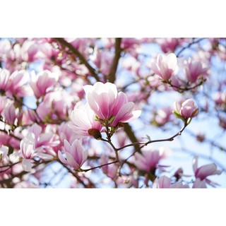 3 Hạt Giống Hoa Mộc Lan [CHẤT LƯỢNG]