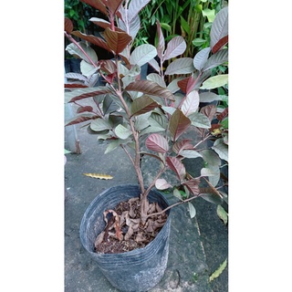 Cây ổi tím