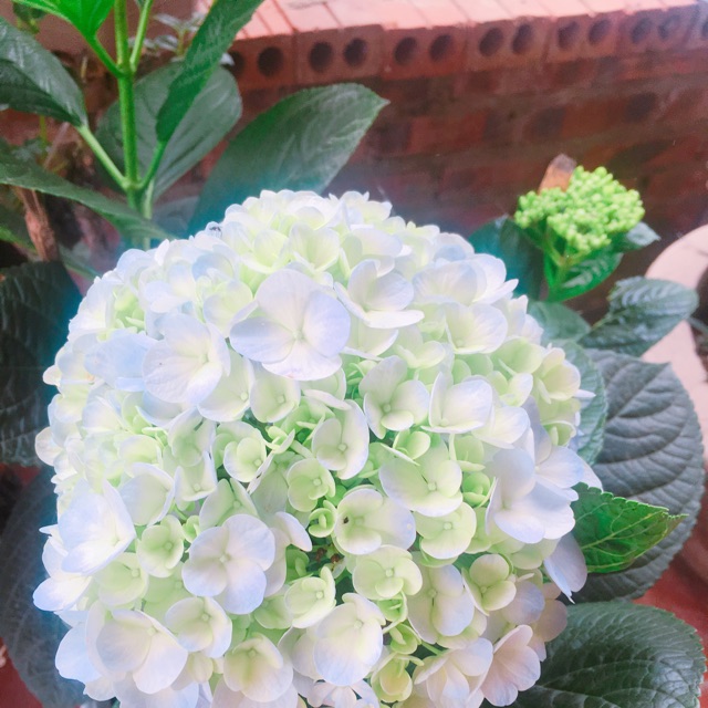 mai ốc handmade 
