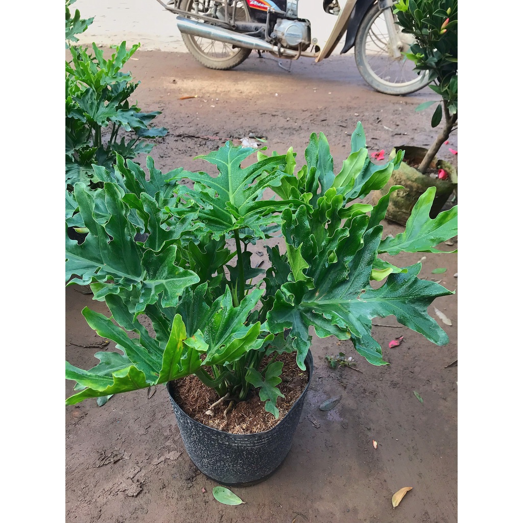 Cây trầu bà lá xẻ, trầu bà thanh xuân cao 50cm xanh bóng tươi tốt, cây trang trí nội thất, sân vườn