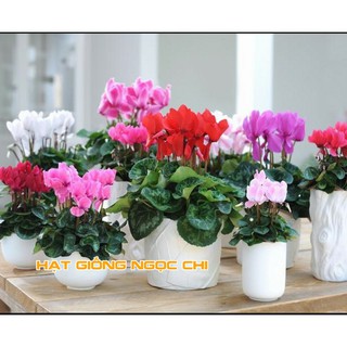 Hạt Giống Hoa Anh Thảo Mix - 5 Hạt