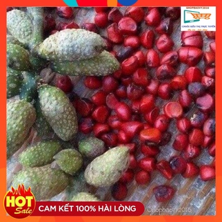 5 Hạt dổi nếp dùng thử thơm ngon