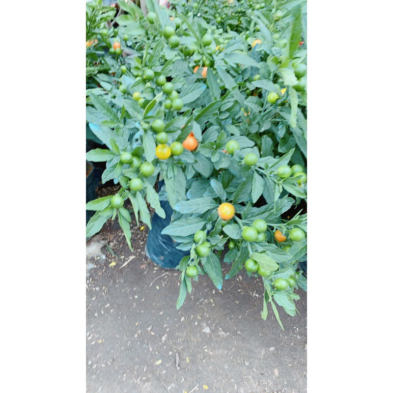 Cây Cheri Hàng Đẹp