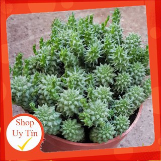 Xương rồng sao biển mới lớn🍏 |FREESHIP| 🔥 XỨ NÓNG, ĐÃ THUẦN KHÍ HẬU, KHOẺ ĐẸP 🍏 LỖI 1 ĐỔI 1