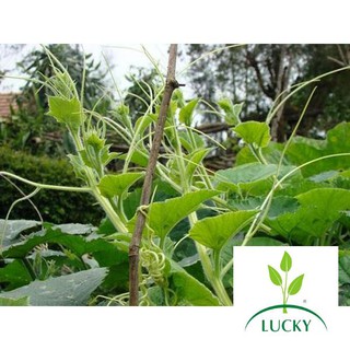 20g hạt giống bí siêu ngọn thanhhuong