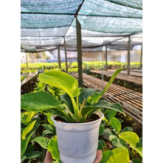 CÂY TRẦU BÀ ĐẾ VƯƠNG Vàng, (cao 35cm),