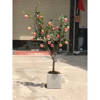 Cây đào tiên 1m2( ảnh thật tự chụp)