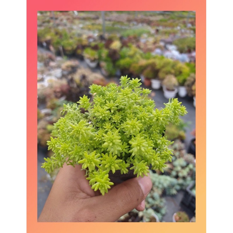 CỎ SEDUM VÀNG SIZE BÉ, HÀNG ĐÀ LẠT, SIÊU XINH SIÊU KHỎE, LỖI 1 ĐỔI 1