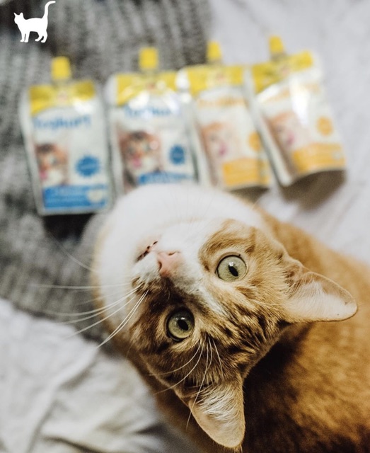 [𝐆𝐢𝐚́ 𝐡𝐮𝐲̉ 𝐝𝐢𝐞̣̂𝐭] Gimcat Pudding cho mèo 150gr