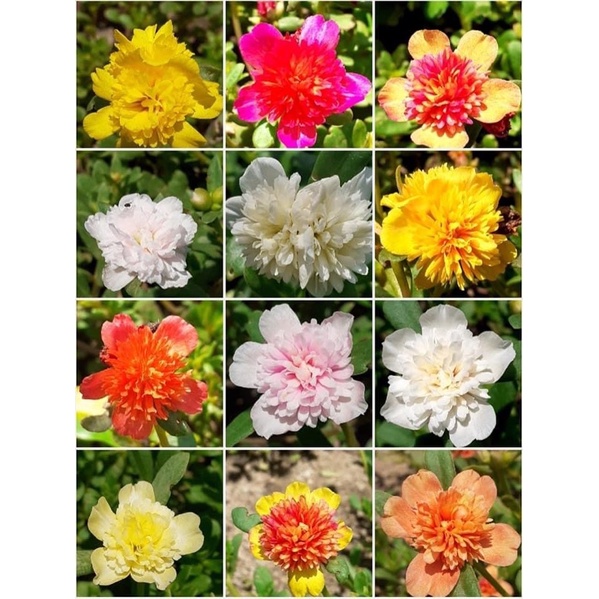 1 kg cành hoa sam đơn và sam kép