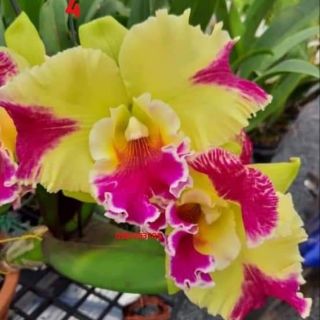 Cattleya cây giống