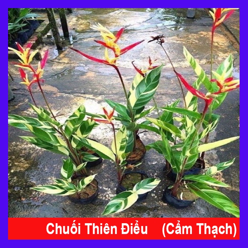 chuối Thiên Điểu Cẩm Thạch (loại siêu bông) - cây cảnh trong nhà + tặng phân bón cho cây