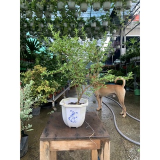 Cây bạch tuyết mai - cây nguyên thuỷ chưa qua uốn bonsai