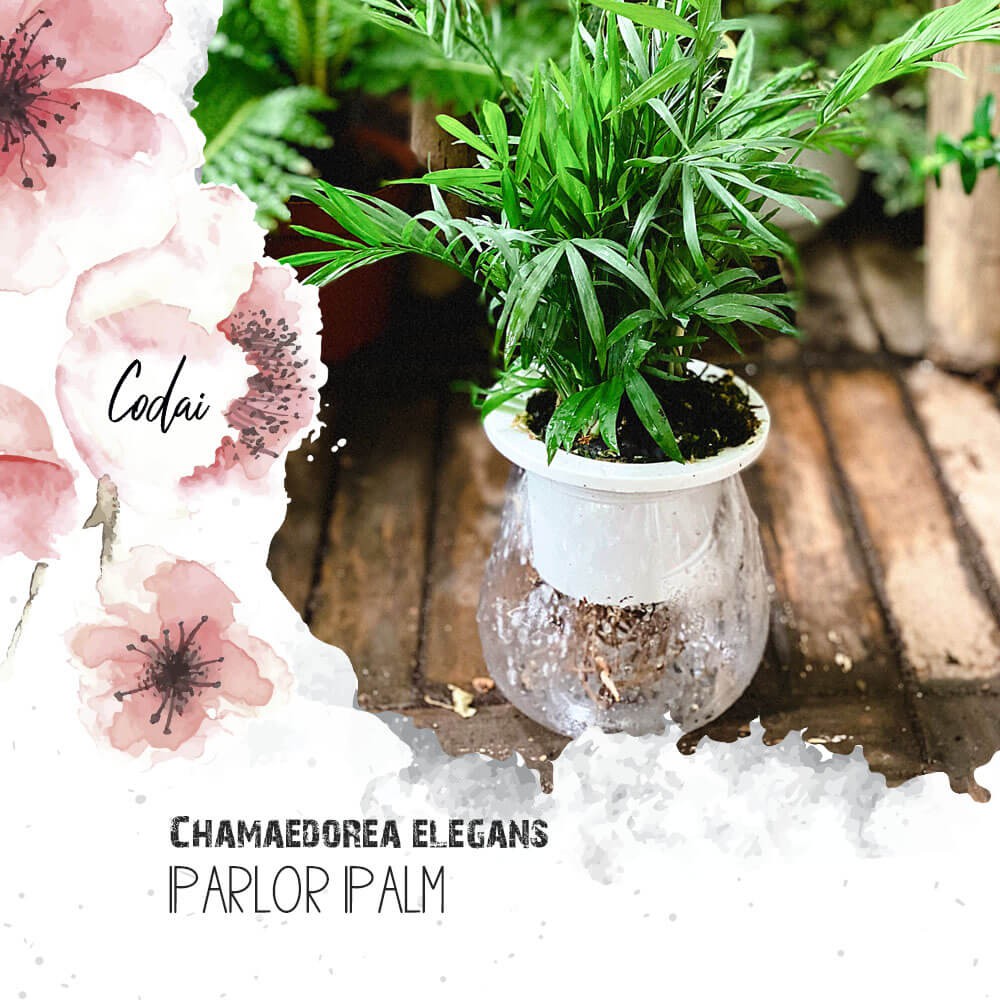 Cây Chamaedorea elegans Parlor Palm (Cau Tiểu Trâm) kèm chậu thuỷ sinh 2 lớp