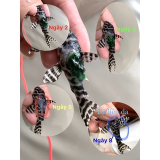 THUỐC ĐẶC TRỊ NẤM CHO PLECO
