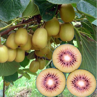 Hạt giống cây ăn trái kiwi 30 hạt_ tặng kèm 3 viên nén ươm hạt - HG1