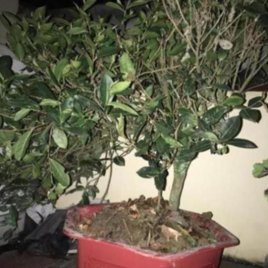 Cây chè xanh thái nguyên làm cảnh lấy lá