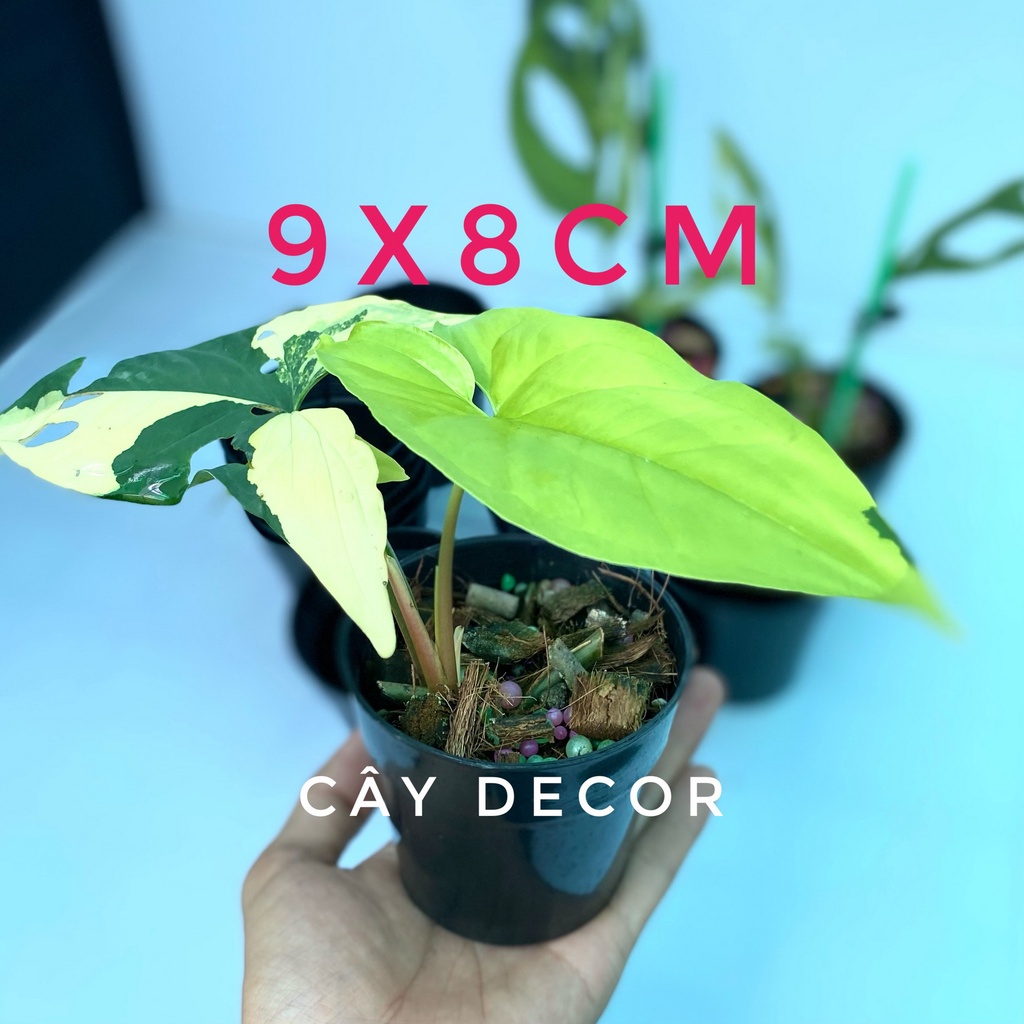 COMBO 20C Chậu nhựa 9x8cm, size nhỏ dùng ươm cây, trồng sen đá