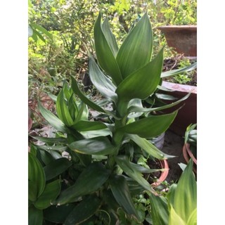 Phát tài búp sen - cắt cành trên 30cm