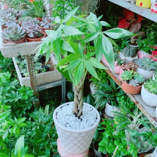 Chậu Kim Ngân Thắt Bính