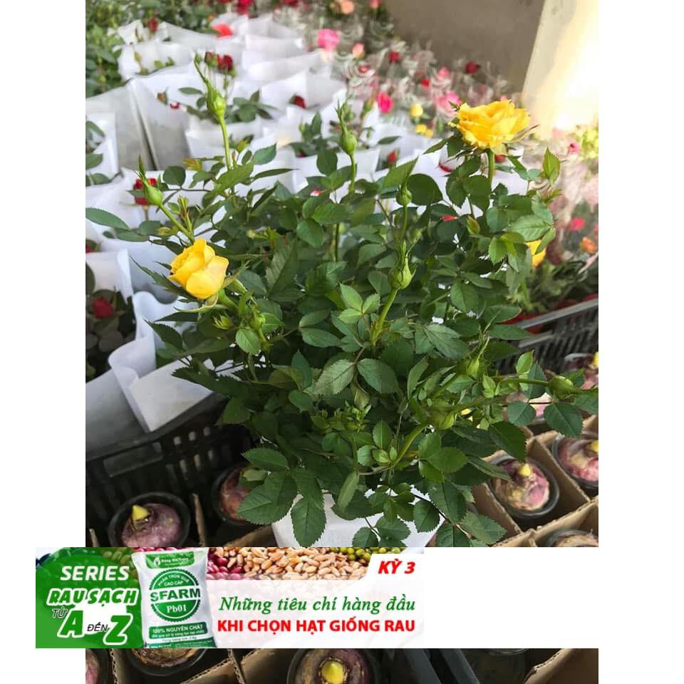 Gói 20 hạt Hoa hồng siêu nụ hoa - hoa đẹp ĐẾN MÙA TRỒNG TẾT