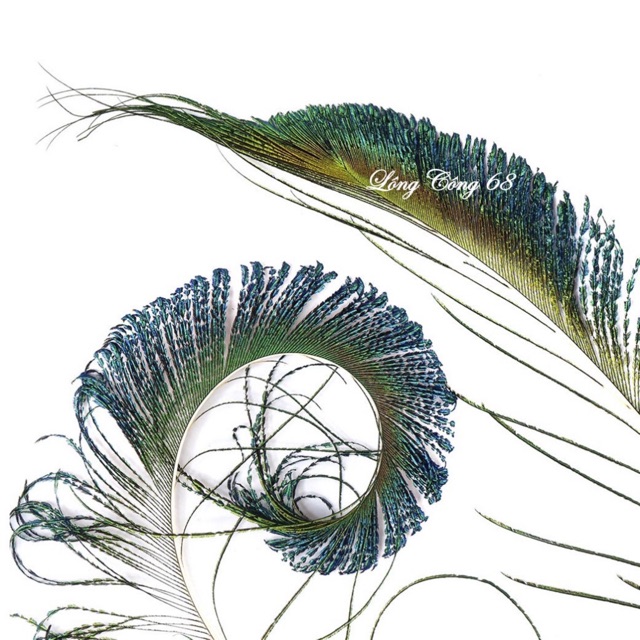 Lông công rìa tự nhiên 70-80cm loại đẹp | BigBuy360 - bigbuy360.vn