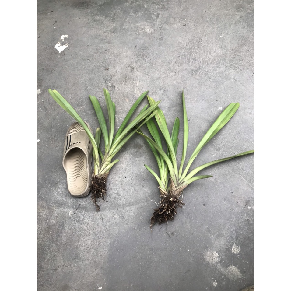 Set 2 thân hoa lan kiếm tiên vũ