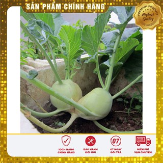 Hạt giống su hào xanh
