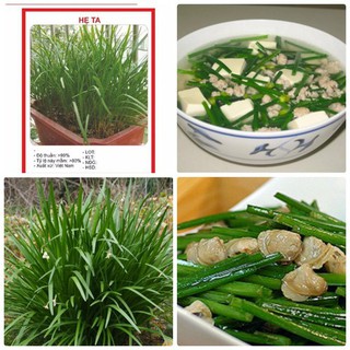 Hạt giống hẹ ta gia vị - 1 gói 2gr - hgt