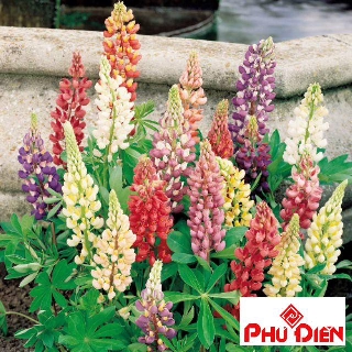 Hạt giống đậu lupin 50 hạt phú điền
