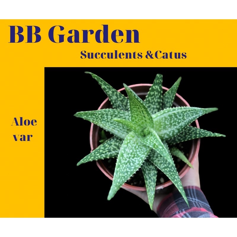 CÂY HỌ NHA ĐAM KIỂNG (Aloe var)