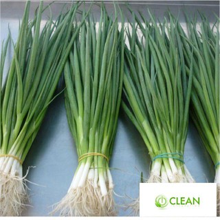 Hạt giống Hành lá 50 hạt
