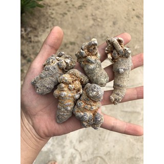 Củ tam thất bắc loại to ( 5 củ 100g )